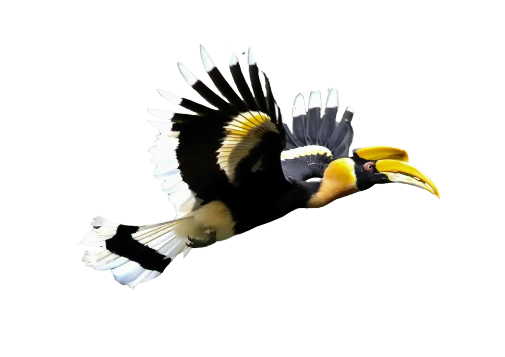 Oriental pied hornbill on a gracious flight through the jungle