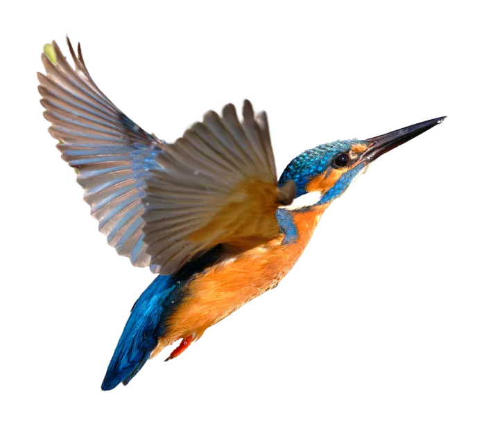 Kingfisher