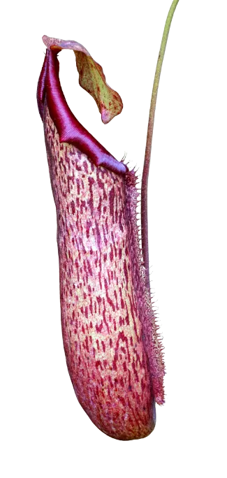 pitcher plant